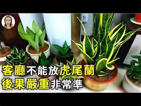 佛手虎尾蘭風水|虎尾蘭｜助淨化家居環境？一文了解品種/風水擺法及 